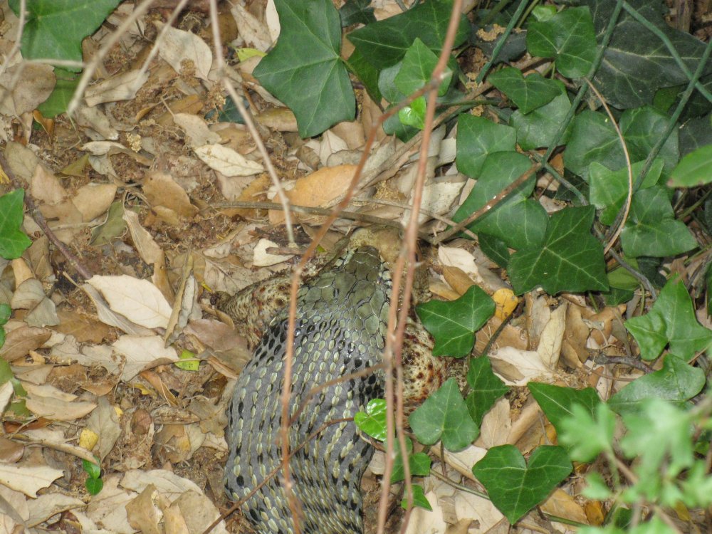 Identificazione serpente Toscano